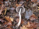 Psathyrella longipes image