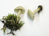 Lepiota erminea image