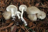 Hygrophorus agathosmus image