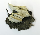 Postia tephroleuca image