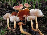 Rhodocollybia butyracea image