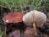 Rhodocollybia butyracea image