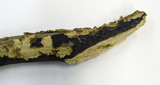 Pulcherricium caeruleum image