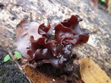Phaeotremella foliacea image