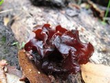 Phaeotremella foliacea image