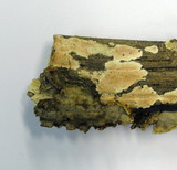 Steccherinum ochraceum image