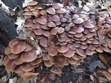 Psathyrella piluliformis image