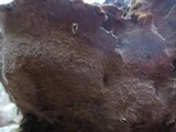 Phellinus gilvus image