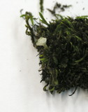 Tulostoma niveum image
