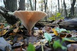 Clitocybe gibba image
