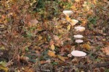 Clitocybe gibba image