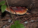 Fomitopsis mounceae image