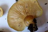 Sarcomyxa serotina image