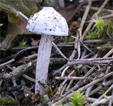 Tulostoma kotlabae image