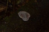 Auricularia nigricans image
