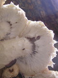 Hemipholiota populnea image