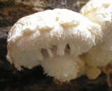 Hemipholiota populnea image