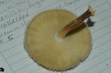 Lentinus berteroi image