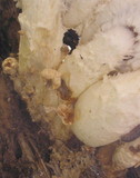 Hemipholiota populnea image