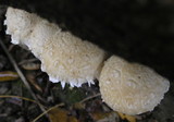 Hemipholiota populnea image