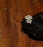 Xylaria cubensis image