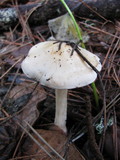 Hebeloma crustuliniforme image