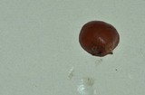 Auricularia fuscosuccinea image
