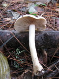 Hebeloma crustuliniforme image