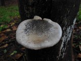 Pleurotus cystidiosus image