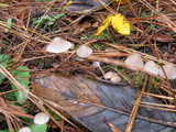 Mycena alcalina image