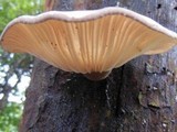 Pleurotus cystidiosus image