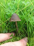 Panaeolus acuminatus image
