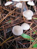 Mycena alcalina image