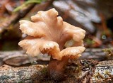 Lentinellus flabelliformis image