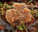 Lentinellus flabelliformis image