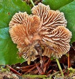 Lentinellus flabelliformis image
