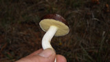 Suillus brevipes image