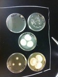 Penicillium vulpinum image