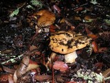 Russula fragrantissima image