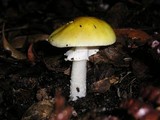 Amanita augusta image