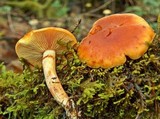 Gymnopilus sapineus image