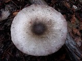 Agaricus deardorffensis image
