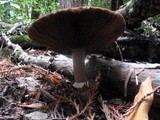 Agaricus deardorffensis image