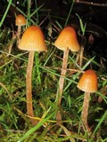 Galerina clavata image