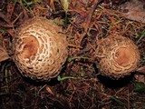 Chlorophyllum olivieri image