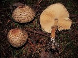 Chlorophyllum olivieri image