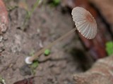 Parasola leiocephala image