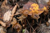 Psilocybe stuntzii image