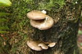 Sarcomyxa serotina image