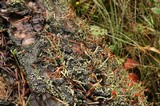 Cladonia transcendens image